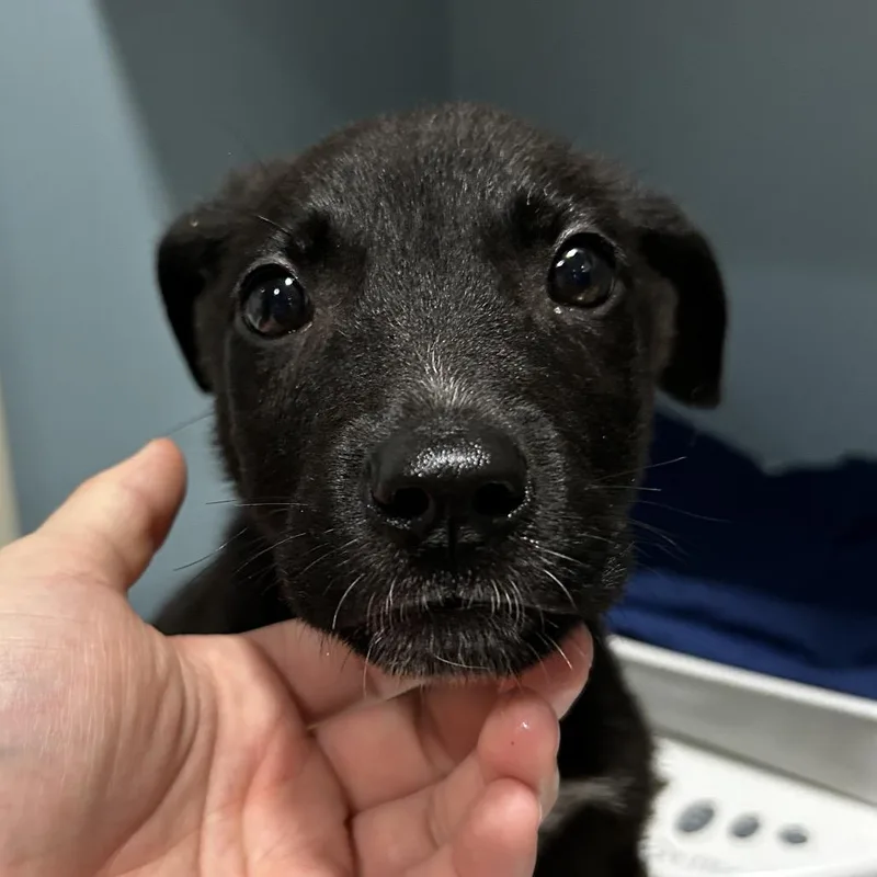 A baby small-sized male Black Mixed Breed dog named Lambchop for adoption in Chattanooga, TN