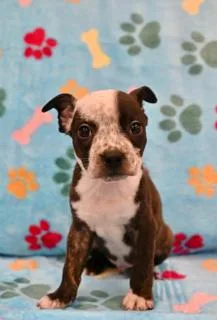 A young medium-sized male Australian Cattle Dog / Blue Heeler dog named Alix for adoption in Miami, FL