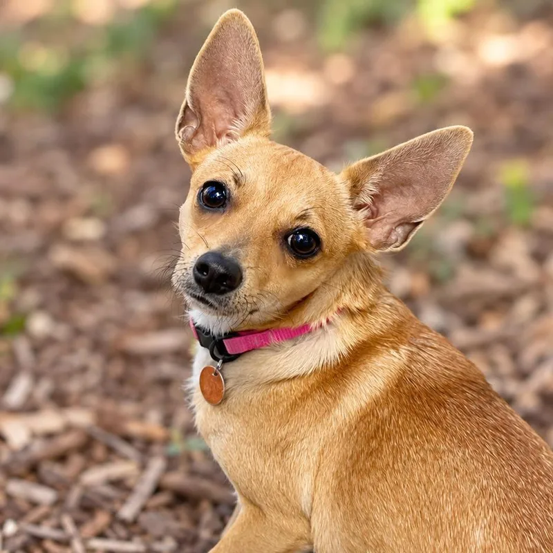 A young small-sized female Yellow / Tan / Blond / Fawn Chihuahua dog named Suki for adoption in Boerne, TX
