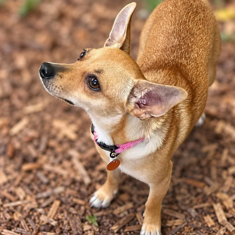 Suki thumbnail 4