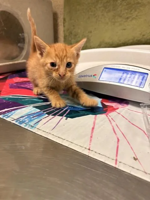 A baby small-sized male Domestic Short Hair cat named Tom for adoption in Riverside, CA