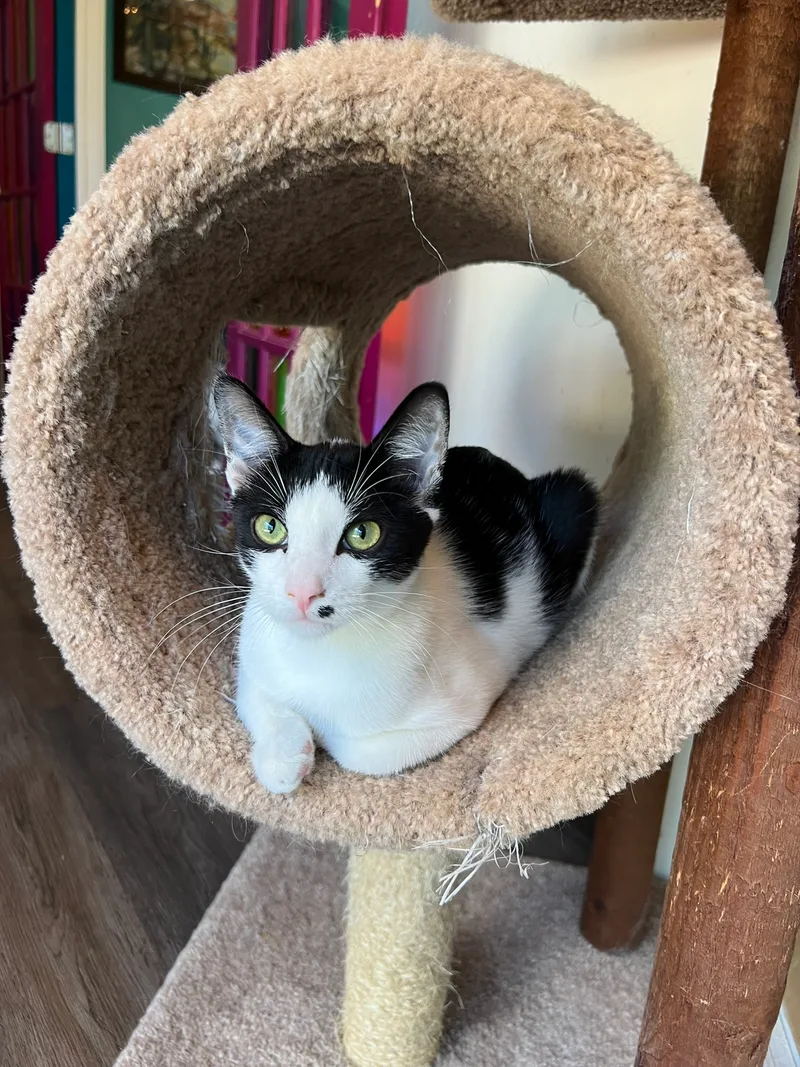 A baby medium-sized male Black & White / Tuxedo Domestic Short Hair cat named Applejack for adoption in Flint, TX