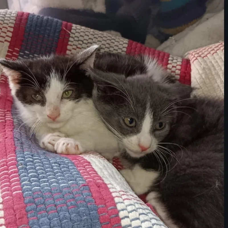 A baby small-sized male American Shorthair cat named Mani & Reni for adoption in Union City, NJ