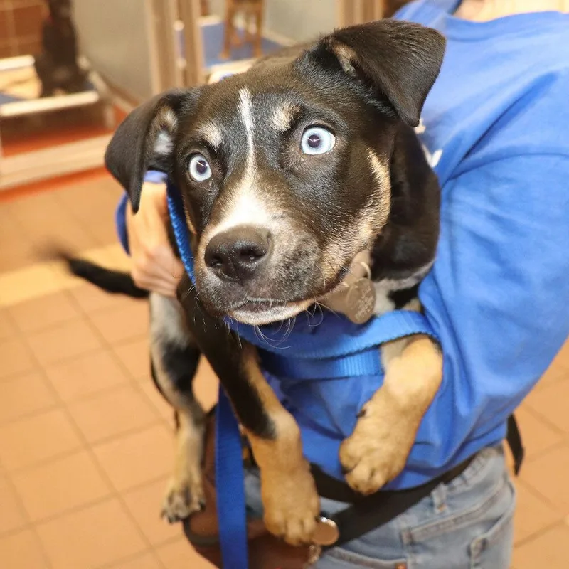A baby small-sized female Mixed Breed dog named Paisley for adoption in Port Washington, NY