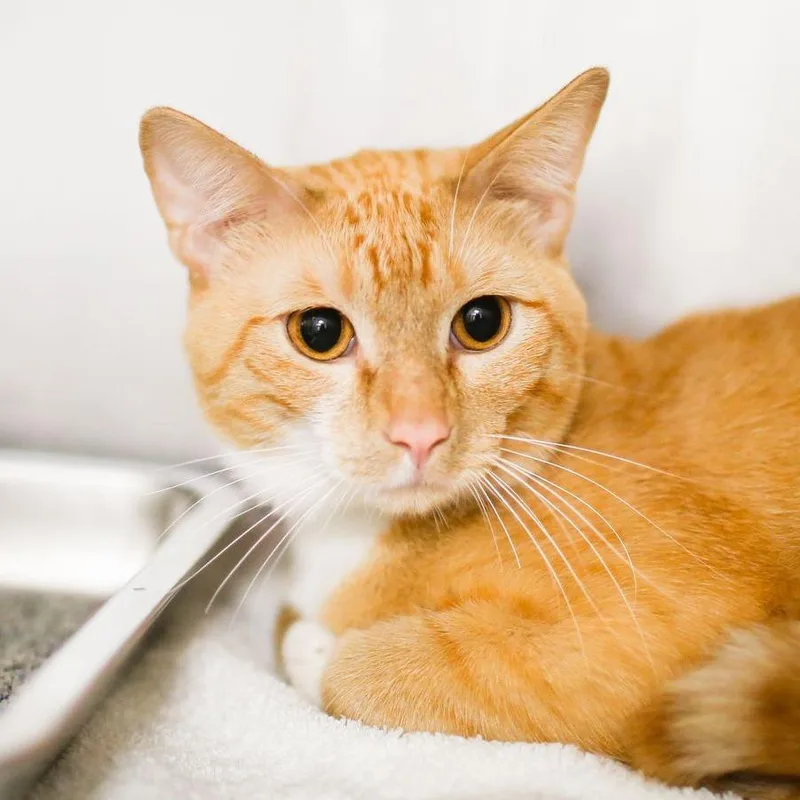 A young medium-sized male Orange / Red Domestic Short Hair cat named Leo for adoption in Dover, NH