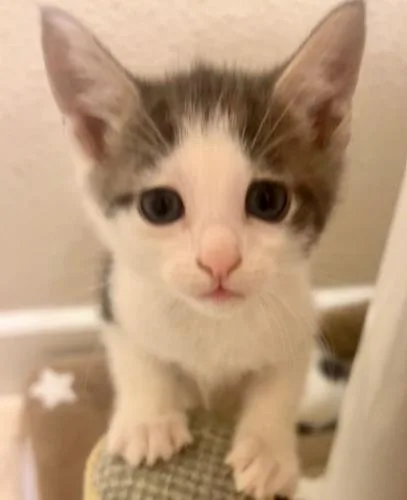 A baby medium-sized male Domestic Short Hair cat named Codi for adoption in San Jose, CA