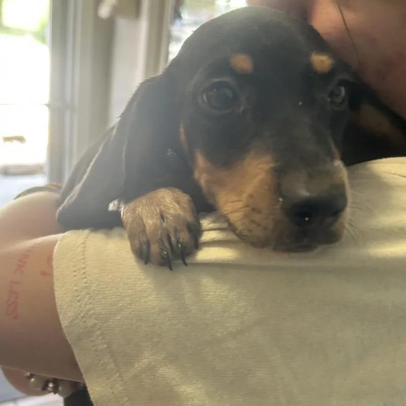 A baby small-sized female Black Bluetick Coonhound dog named Topanga for adoption in Starkville, MS