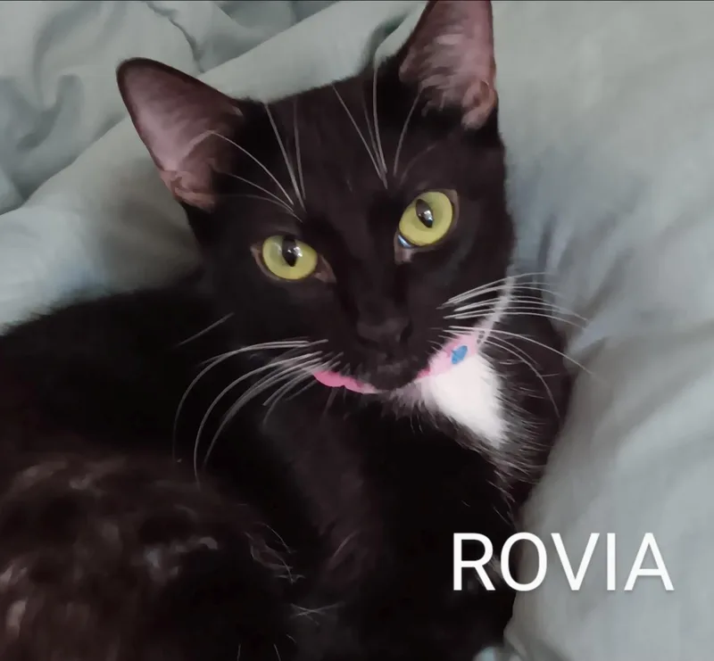 A young medium-sized female Black & White / Tuxedo Domestic Short Hair cat named Rovia for adoption in Redondo Beach, CA