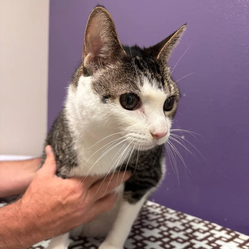 A senior large-sized male White Domestic Short Hair cat named Nico for adoption in Englewood, FL