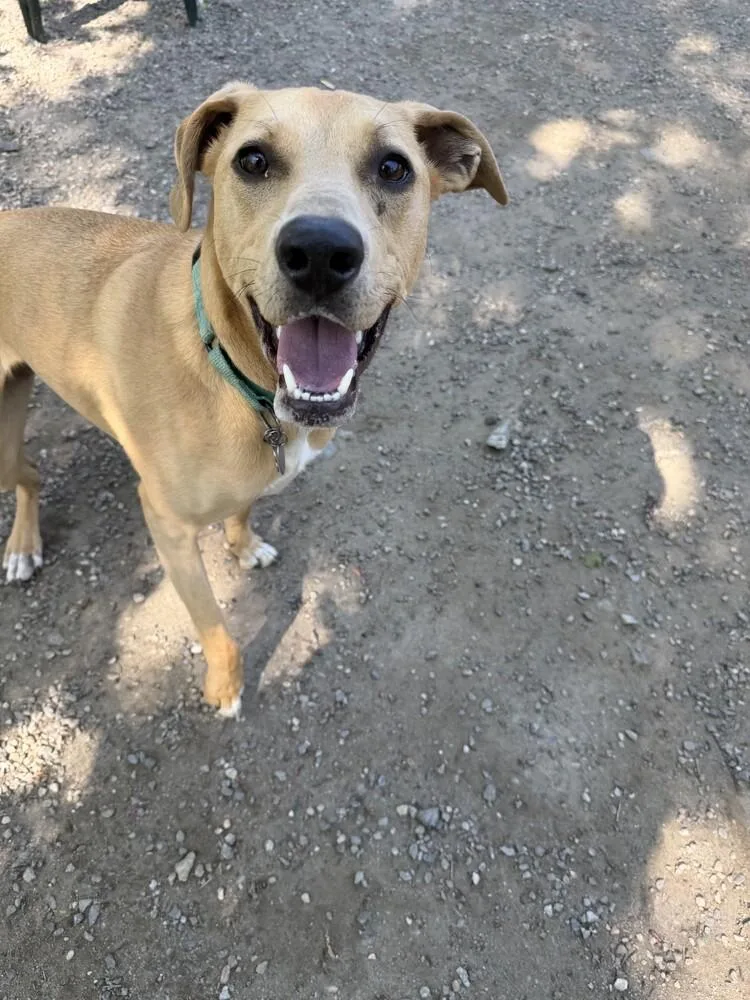A young medium-sized female Brown / Chocolate Labrador Retriever dog named Bridget for adoption in Elmsford, NY