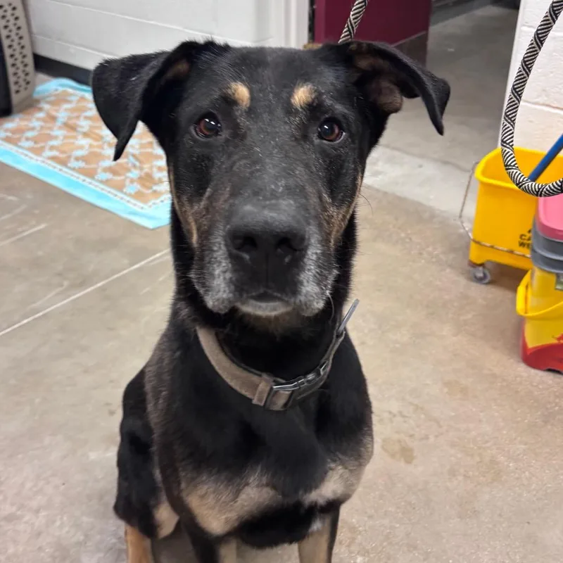 An adult large-sized male Black German Shepherd Dog dog named Kuma for adoption in York, PA