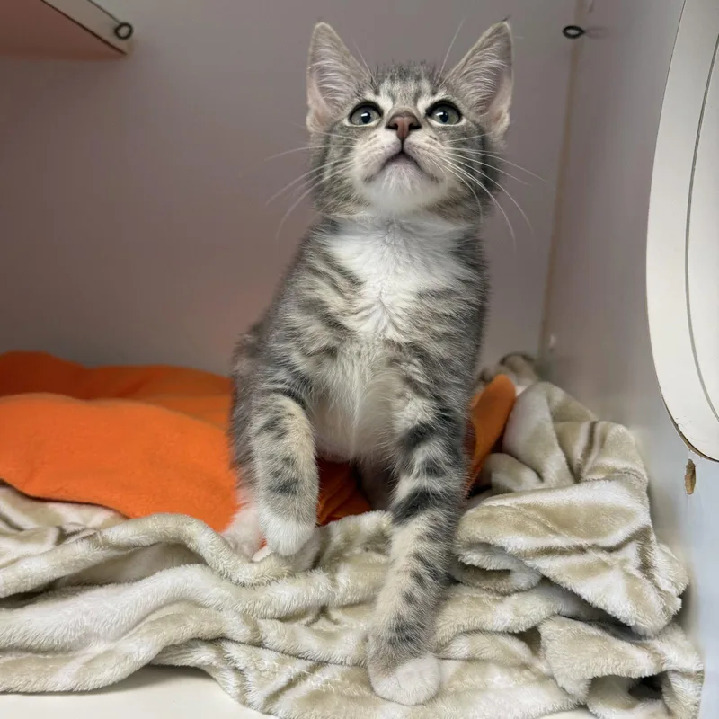 A baby small-sized female Domestic Short Hair cat named Lava for adoption in Oakland, CA