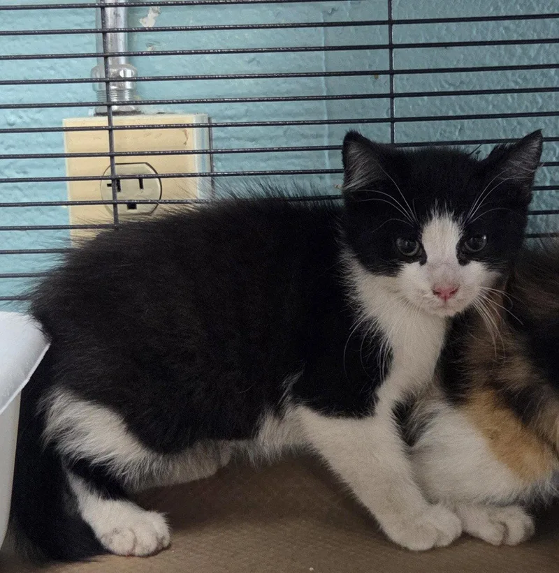 A baby medium-sized female Black & White / Tuxedo Domestic Short Hair cat named Dolly for adoption in Trenton, NJ