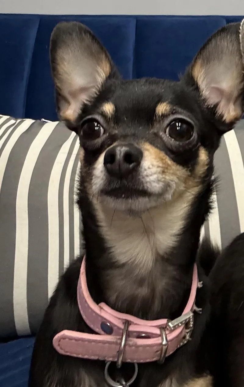 An adult small-sized female Chihuahua dog named Sassy for adoption in Owensboro, KY