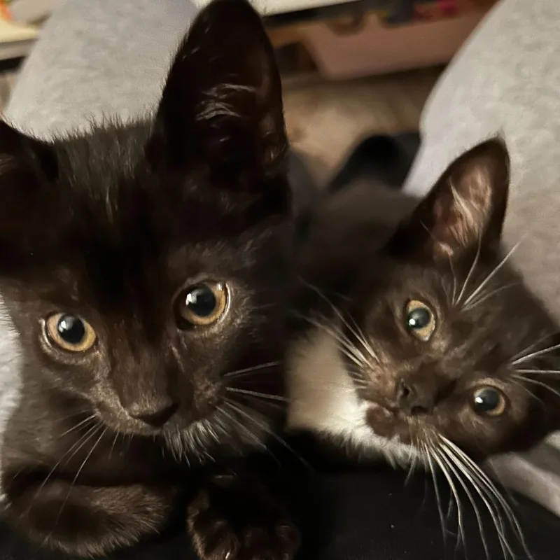 A baby small-sized female Black Domestic Short Hair cat named Willow for adoption in Tallahassee, FL