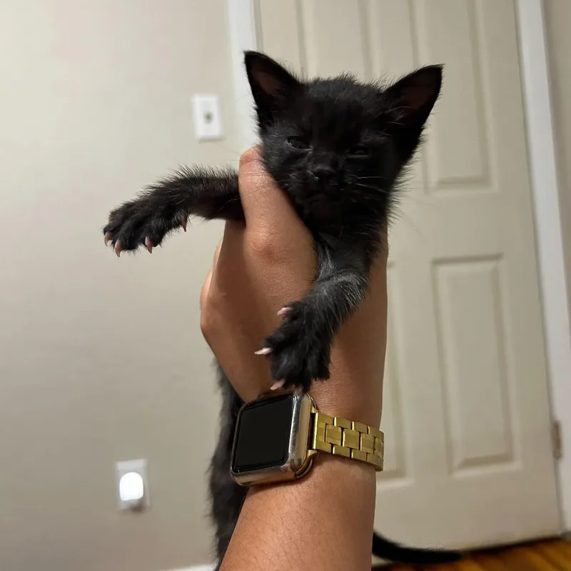 Willow thumbnail 2