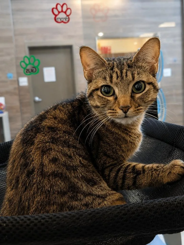 A young medium-sized female Domestic Short Hair cat named Princess Fiona for adoption in Rome, GA