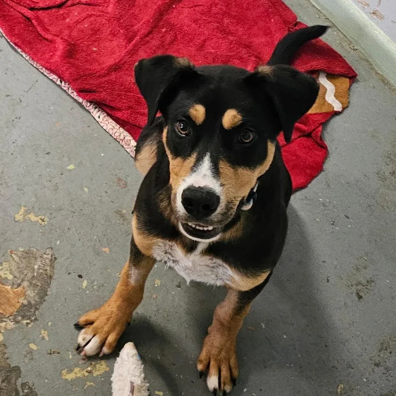 A young medium-sized male Black German Shepherd Dog dog named Jaime for adoption in Melrose, FL