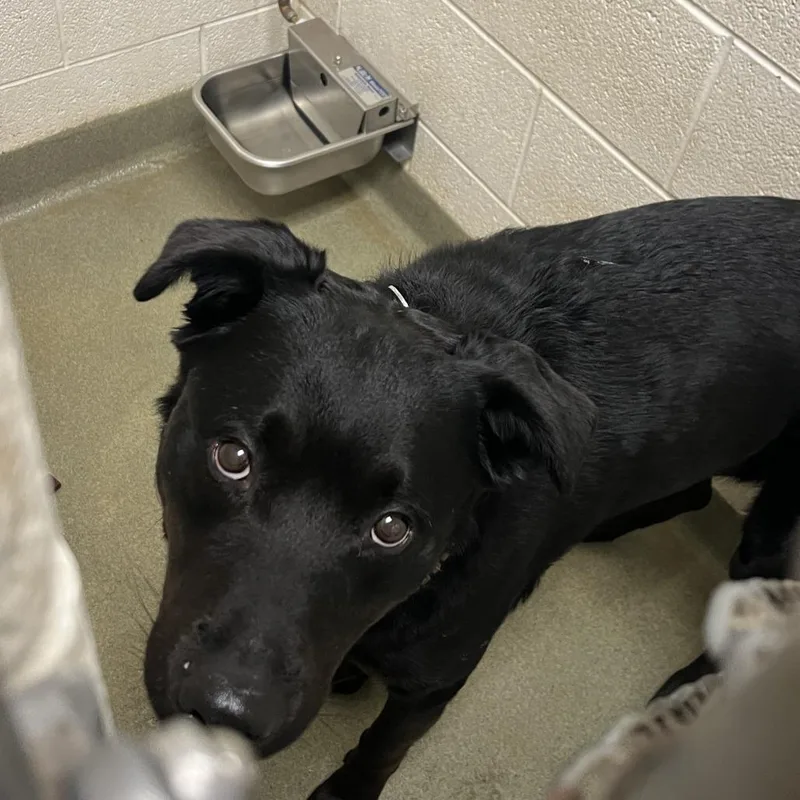 An adult large-sized male Black Labrador Retriever dog named Kage for adoption in Harrisonburg, VA