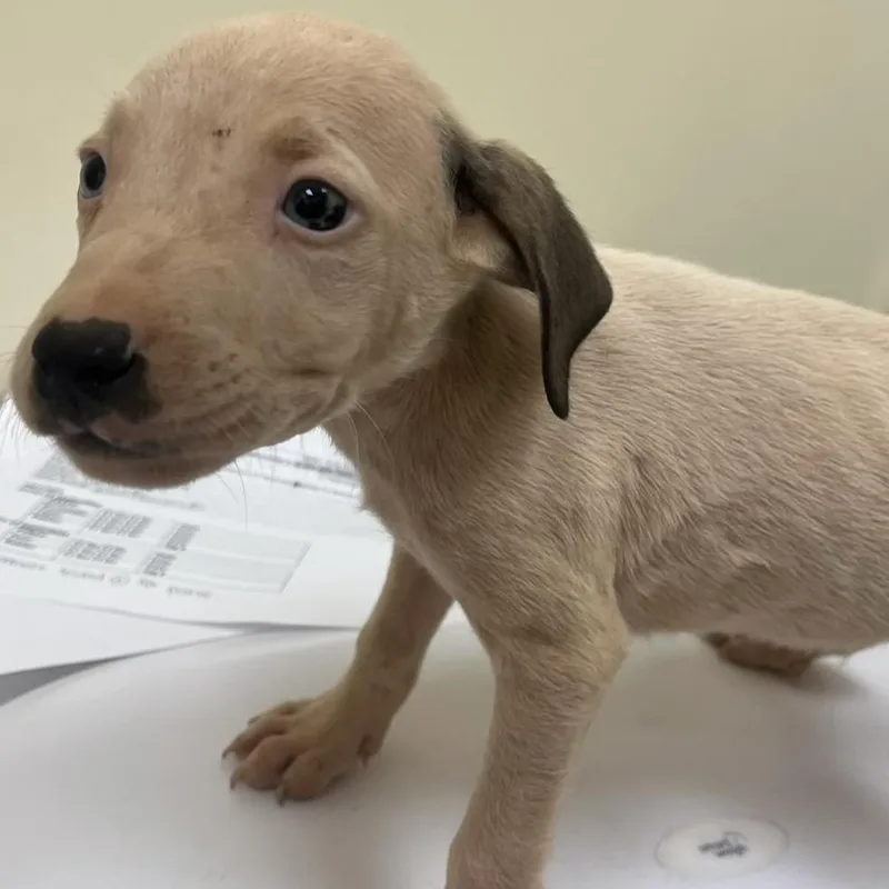 A baby small-sized male Brown / Chocolate Mixed Breed dog named Bashful for adoption in Madisonville, TN