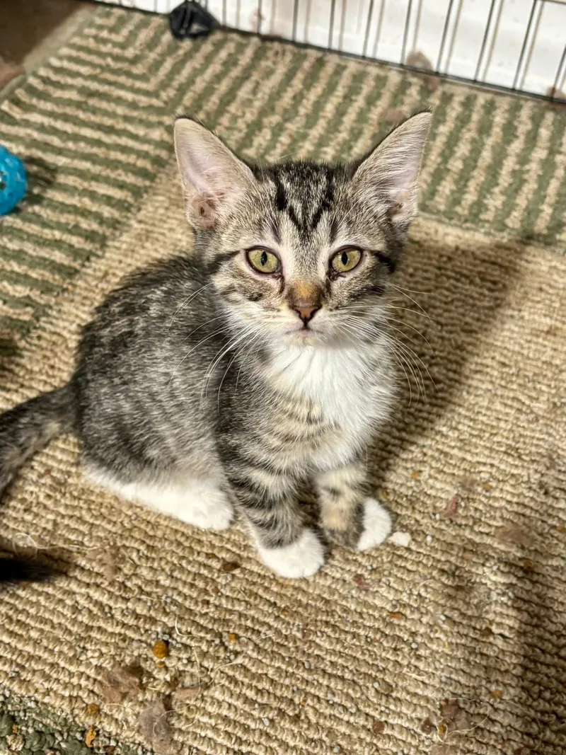 A baby medium-sized female Domestic Short Hair cat named Parmesan for adoption in Mattoon, IL