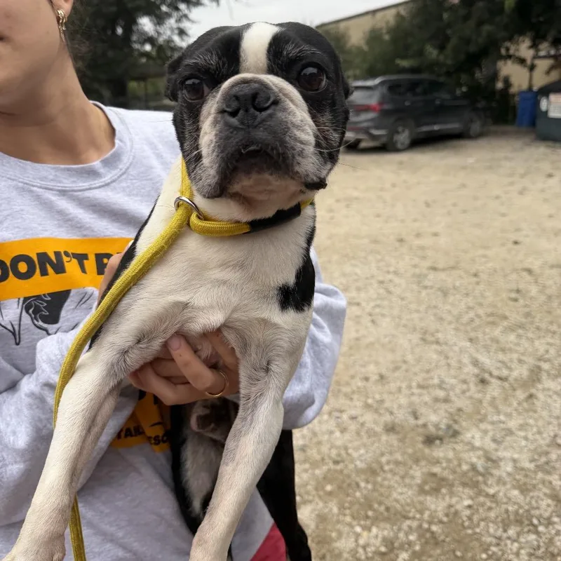 A senior small-sized male Black Boston Terrier dog named Anvil for adoption in Northbrook, IL