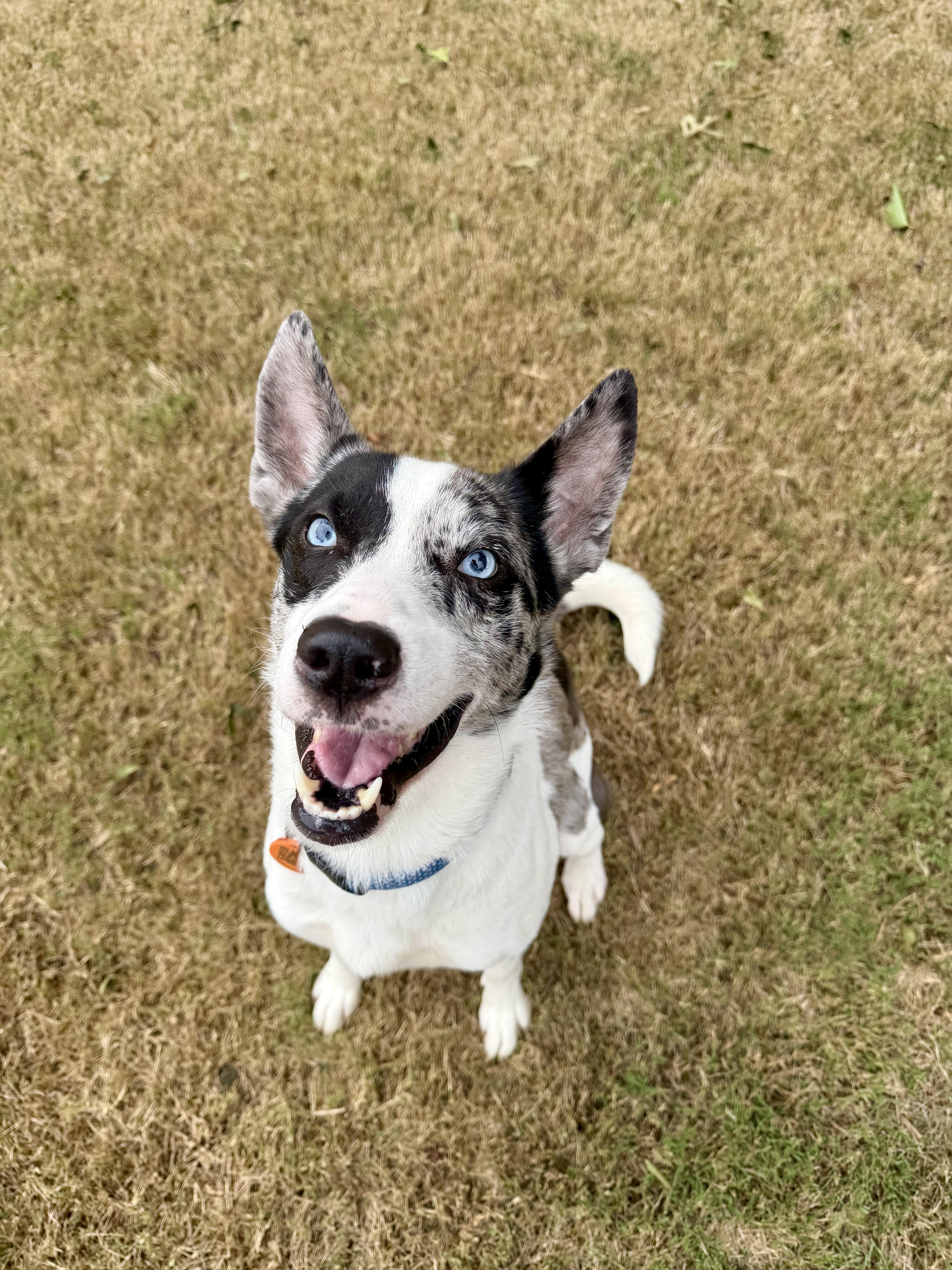 A young medium-sized male Gray / Blue / Silver Australian Cattle Dog / Blue Heeler dog named Sparky for adoption in Choctaw, OK