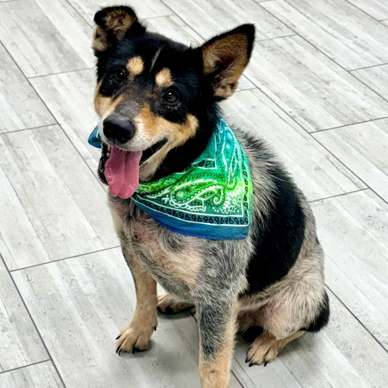 A senior medium-sized male Black Australian Cattle Dog / Blue Heeler dog named Buddy for adoption in Lufkin, TX
