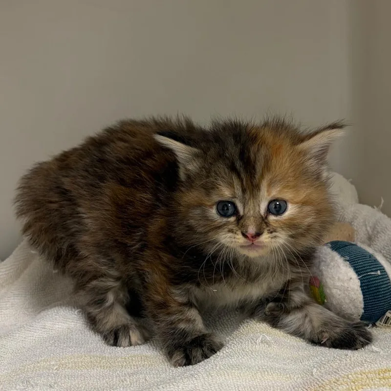 A baby small-sized female Tortoiseshell Domestic Short Hair cat named 70907 for adoption in Harrisonburg, VA