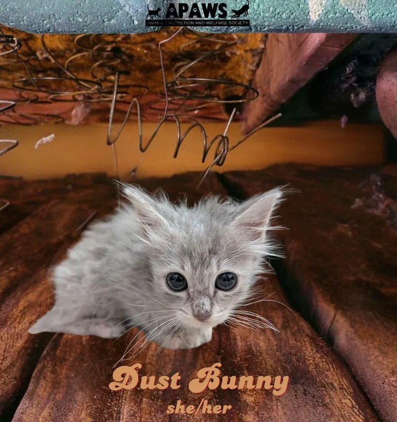 Dust Bunny