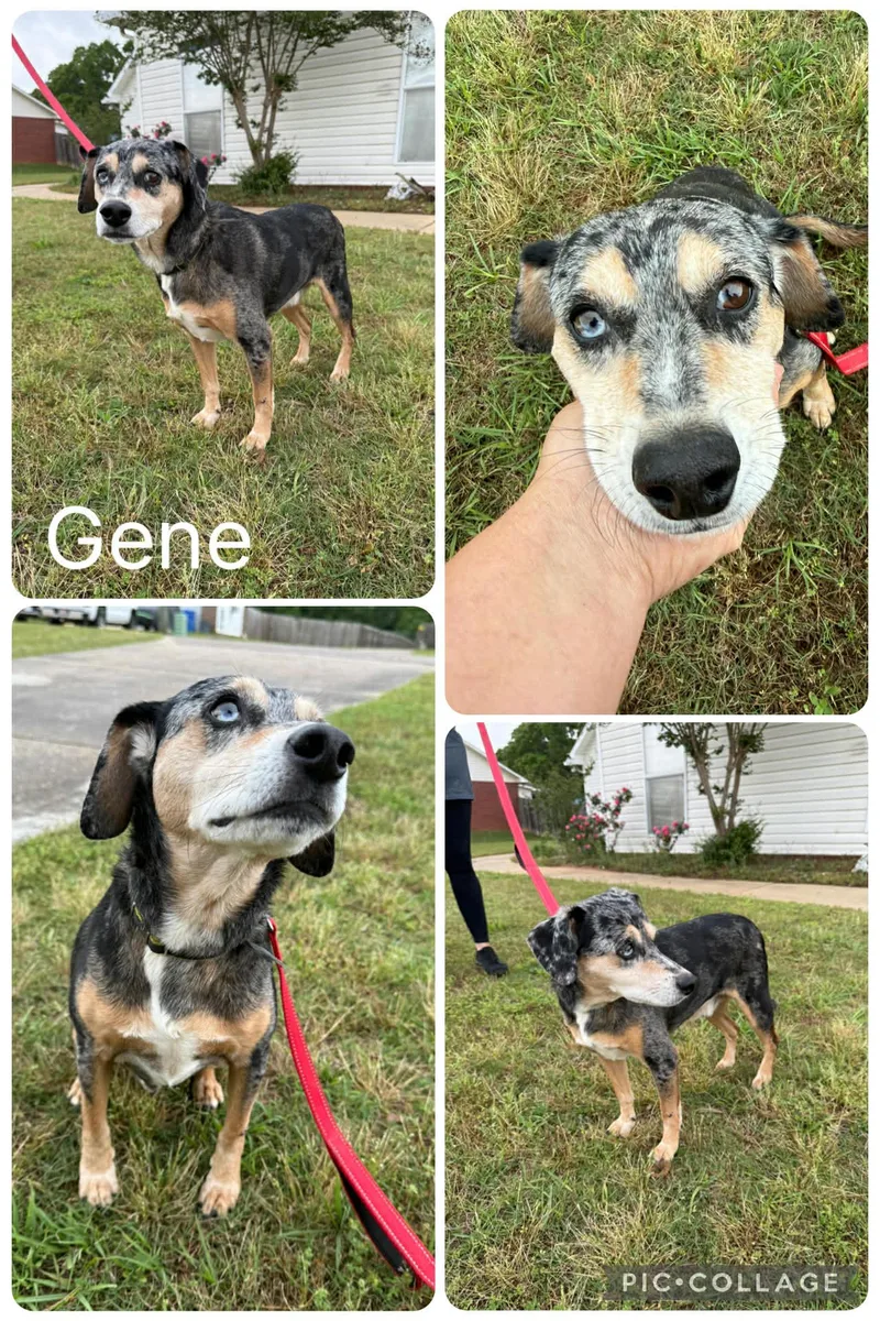 An adult medium-sized male Tricolor (Brown, Black, & White) Beagle dog named Gene for adoption in Enterprise, AL