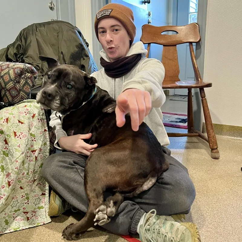 A senior medium-sized female Black Pit Bull Terrier dog named Greta for adoption in Manchester, CT