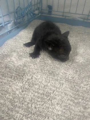 A baby small-sized male Domestic Short Hair cat named Owen for adoption in Gainesville, FL