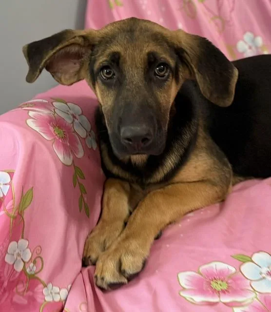 A baby large-sized female Yellow / Tan / Blond / Fawn German Shepherd Dog dog named Ansley Avenger for adoption in Andover, MA