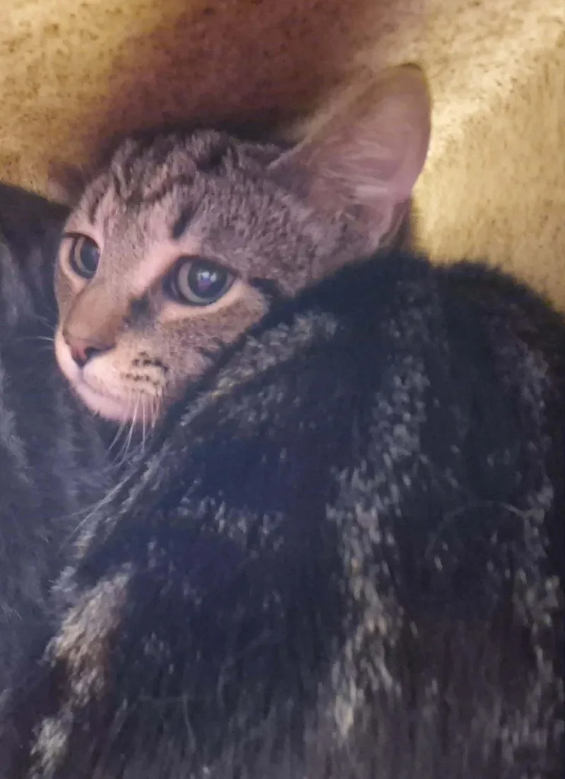 A young small-sized male Domestic Short Hair cat named New Horizons for adoption in Hagerstown, MD