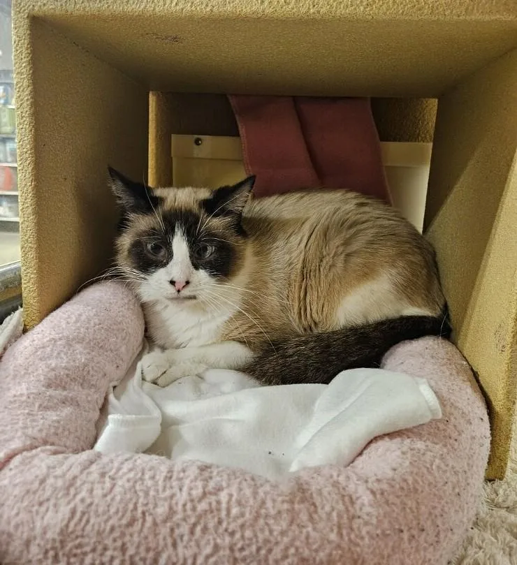 A young medium-sized female Buff / Tan / Fawn Snowshoe cat named Mardi Gras for adoption in Barrington Hills, IL