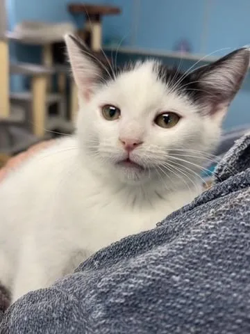 A baby small-sized female Domestic Short Hair cat named Dolly for adoption in Hollister, CA