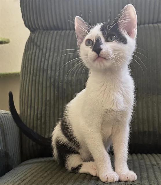 A baby small-sized female Domestic Short Hair cat named Jam for adoption in Sacramento, CA