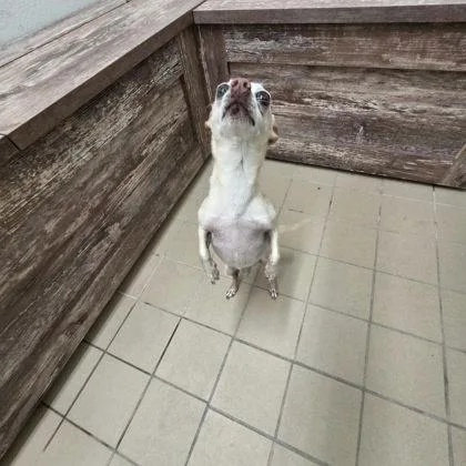 Old Man Jenkins thumbnail 3
