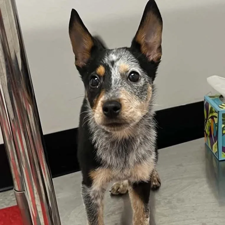A baby small-sized male Australian Cattle Dog / Blue Heeler dog named Emmitt for adoption in Newport, WA