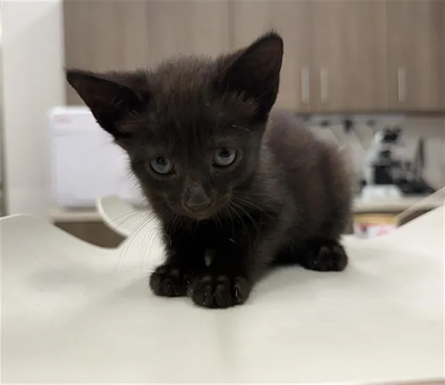 A baby small-sized male Domestic Short Hair cat named Bruno for adoption in Baytown, TX