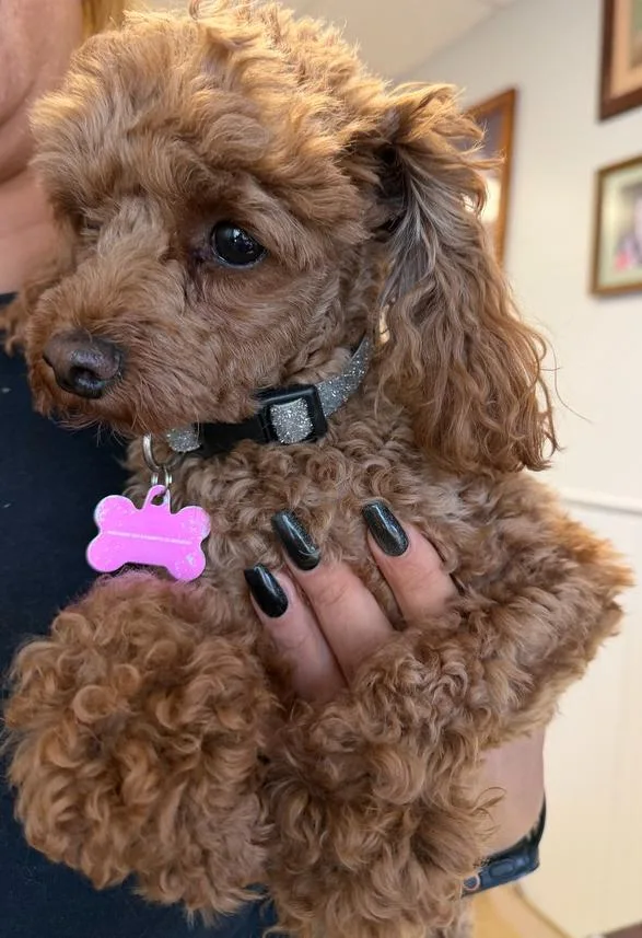 An adult small-sized female Brown / Chocolate Standard Poodle dog named Chloe for adoption in Ontario, CA