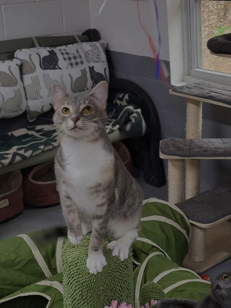 Sassy Girl thumbnail 3