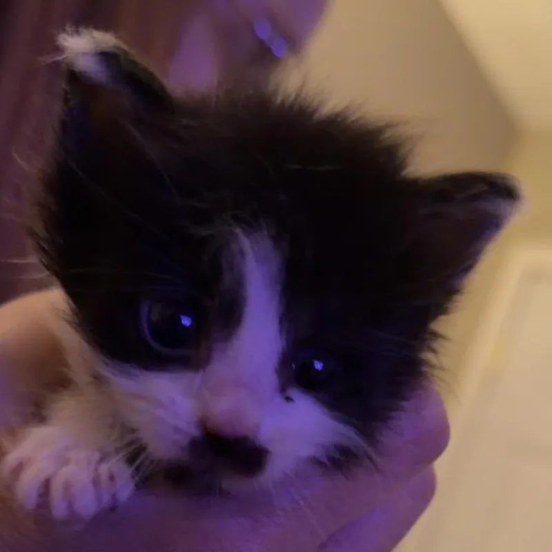 A baby small-sized male Black Domestic Short Hair cat named Spots for adoption in Grantsville, UT