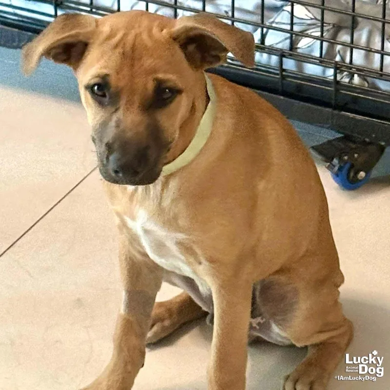A baby large-sized male Retriever dog named Lil Brownie for adoption in Washington, DC