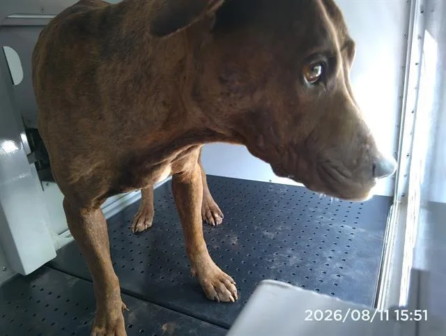 An adult medium-sized female Pit Bull Terrier dog named Princess for adoption in Charlotte, NC