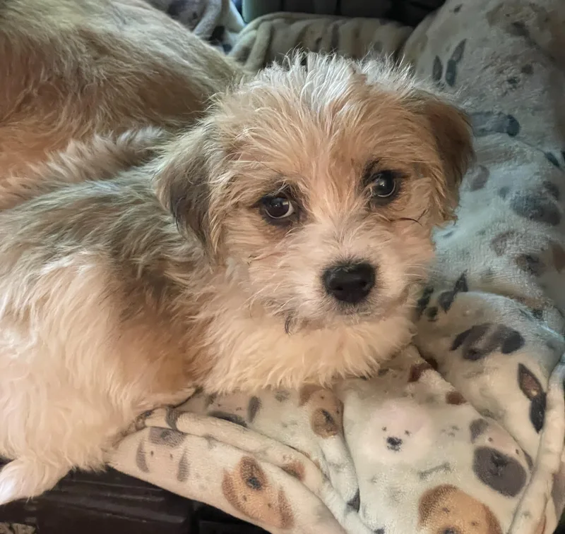Milo