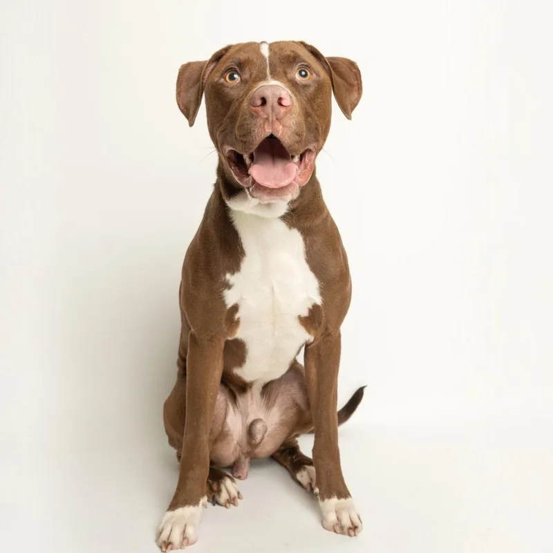 A young medium-sized male Pit Bull Terrier dog named Chips Ahoy for adoption in Richardson, TX