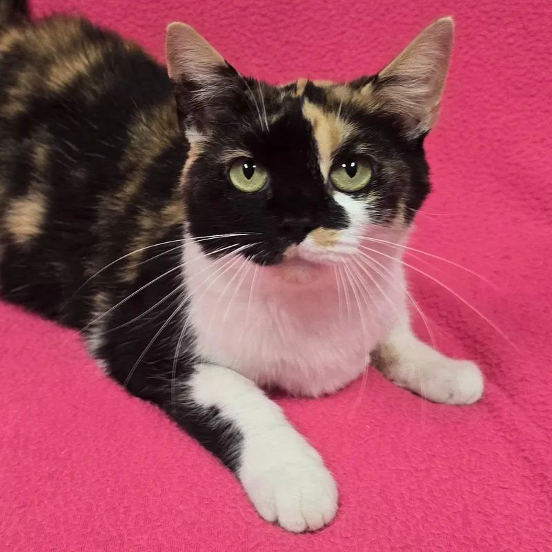 An adult medium-sized female Calico cat named Primrose for adoption in Frankfort, IN