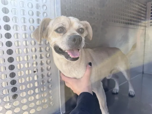 An adult small-sized male Pug dog named Moola for adoption in Phoenix, AZ
